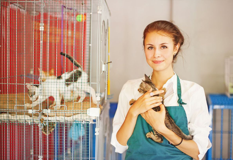 Pet Boarding at Pet Shop