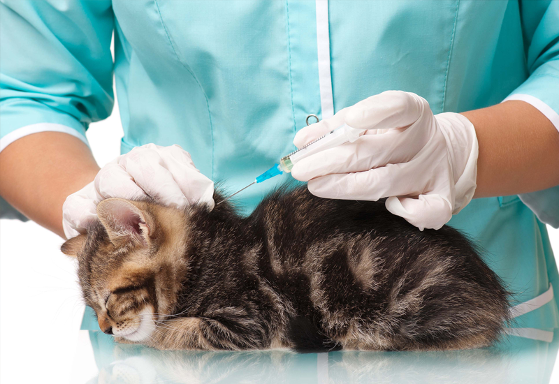 Best Pet Vaccination in Koramangala